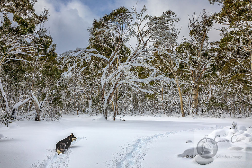 Gippsland-Open HC-Joshua Gibson-Do I Fol