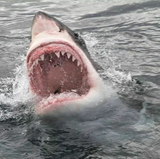 SERIOUS INCIDENT / Attacked by a shark, 30-year-old in critical condition