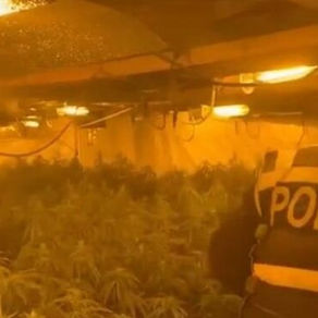 Pezullime në polici: zbardhen dyshimet për neglizhencë në një rast k*nabisi