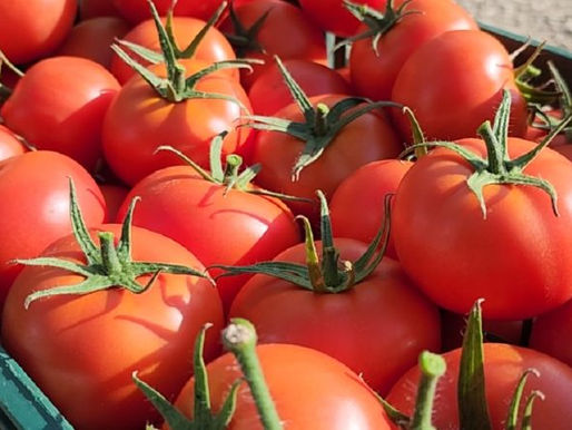 Record price for tomatoes, costing 350 ALL/kg / Farmers: We feel ashamed, but costs have increased