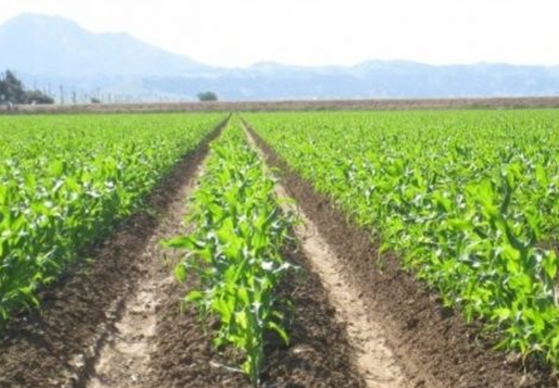 Today is the final deadline for applications to the National Agricultural Support Scheme
