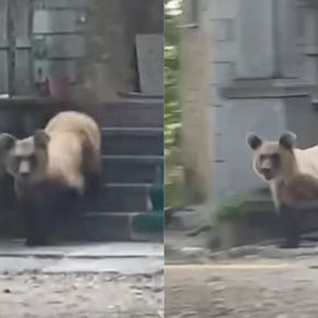 Tmerrohen banorët e Devollit, ariu u fut në objektin e shenjtë dhe shkaktoi dëme të mëdha (VIDEO)