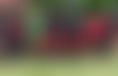 Fëmijë të Amerikës, zemër shqiptare – Ëndrra kuqezi që nuk njeh kufij