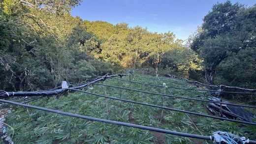 Major operation in Greece, police find Albanian money among a drug plantation