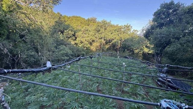 Major operation in Greece, police find Albanian money among a drug plantation