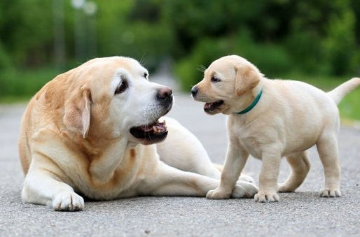 Draft of the new Criminal Code / Abandoning animals becomes a criminal offense, punishable by up to 3 years in prison, 3 years also for mistreatment