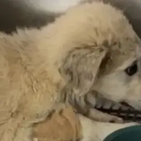 Qeni qëllohet në mënyrë makabre me disa plumba, autorët ende të paidentifikuar