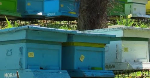 Nga prodhimi i mjaltit te turizmi, fermat e Korçës tërheqin vizitorë