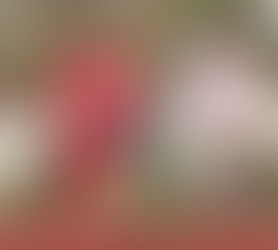 FIRST DIVISION / Skënderbeu held by Korabi. Pogradeci equalizes in the “last minute” in Fier, Laçi earns “golden” points. (RESULTS)