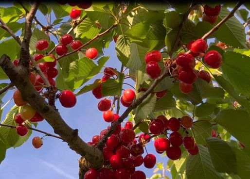 Cherry harvest ready in Dvoran / Farmers: Labor shortage threatens the harvest
