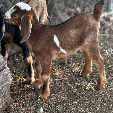 SOLD Doeling 23 Blue eyes Polled $600 Cappuchino and Orion DOB 3-22-26