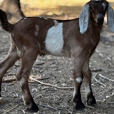 Buckling/Wether   DOB 6-18-25 $500 as Buckling $150 as Wether