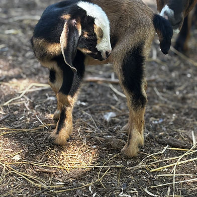 SOLD Doeling 22  Blue eyes Polled $600 Cappuchino and Orion DOB 3-22-26