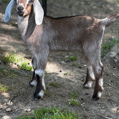 SOLD Buckling /Wether 13  Blue eyes $150/$500 DOB 3-10-26 Sparrow x Hercules