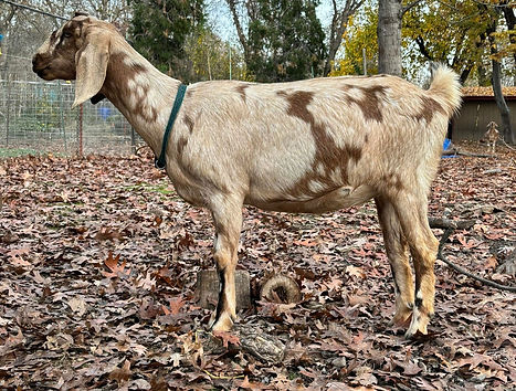 403361665_1538911196866218_7729943834262