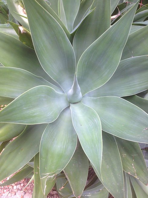 Agave.JPEG
