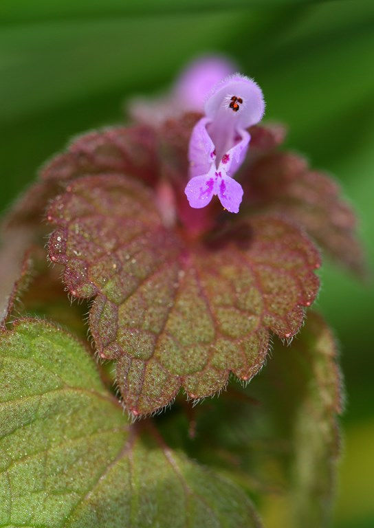 Ortiga roja o muerta - Lamium purpureum (L. 1753) en la huerta (Copiar)
