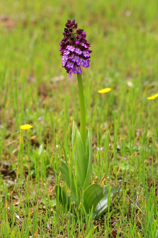 OrquÃdea_purpura_-_Orchis_purpureum_(Huds_1762)_en_el_olivar_(Copiar)