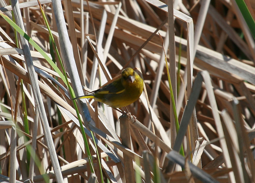 Verderón_común_-_Carduelis,_Chloris_chloris_-_Txorru_arrunta_(Linnaeus_1758),_macho