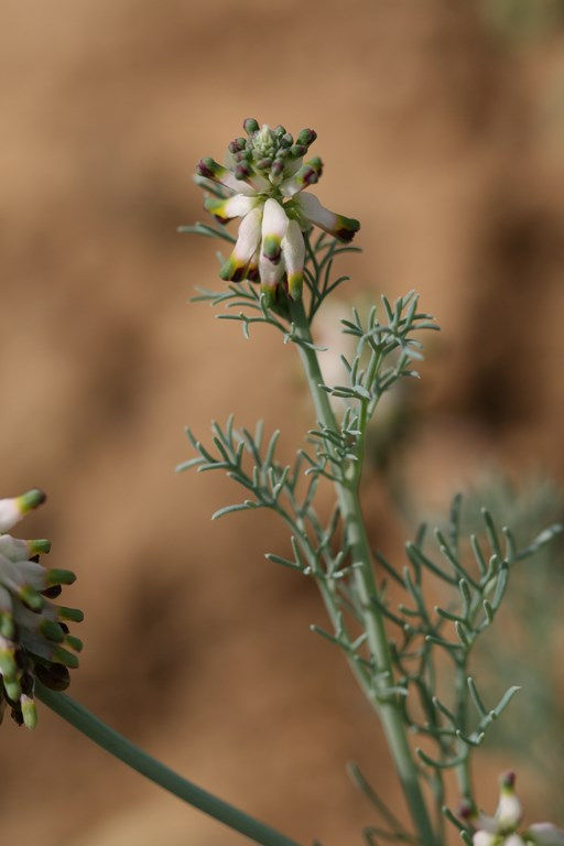 Platycapnos spicata - (L.) Bernh, en el monte (Copiar)