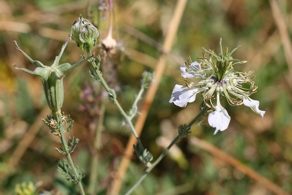 Neguilla - Nigella gallica Jordan 1851 en Campolarueda (Copiar)