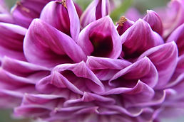 Flower.jpg