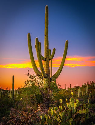 Sahuaro.jpg