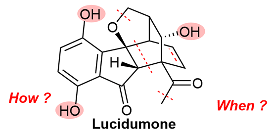 Synthesis of lucidumone