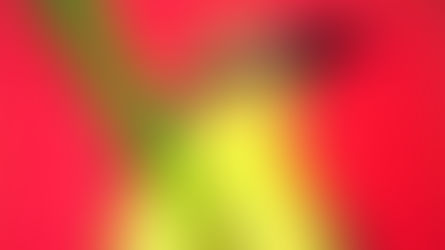 Marcelo Ariel, como um pássaro, em Jaha ñade ñañombovy’a