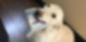 Dog-Phone.jpeg