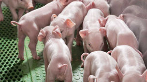 Porcicultura panameña supera US$700 millones en activos y refuerza seguridad alimentaria