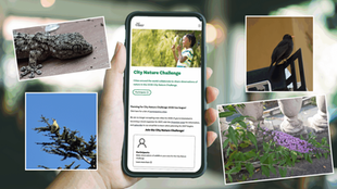 Vuoi unirti a questo bioblitz? Scarica iNaturalist, unisciti alla tua città e fotografa le specie che ti circondano! Conta ogni avvistamento, anche il più piccolo