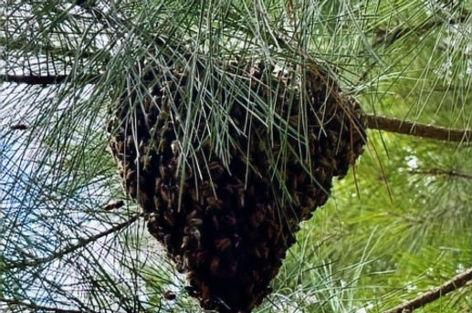 Honey Bee Swarm
