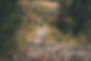 forest trail