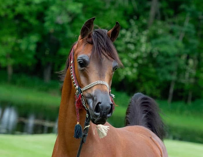 Arabian Mare
