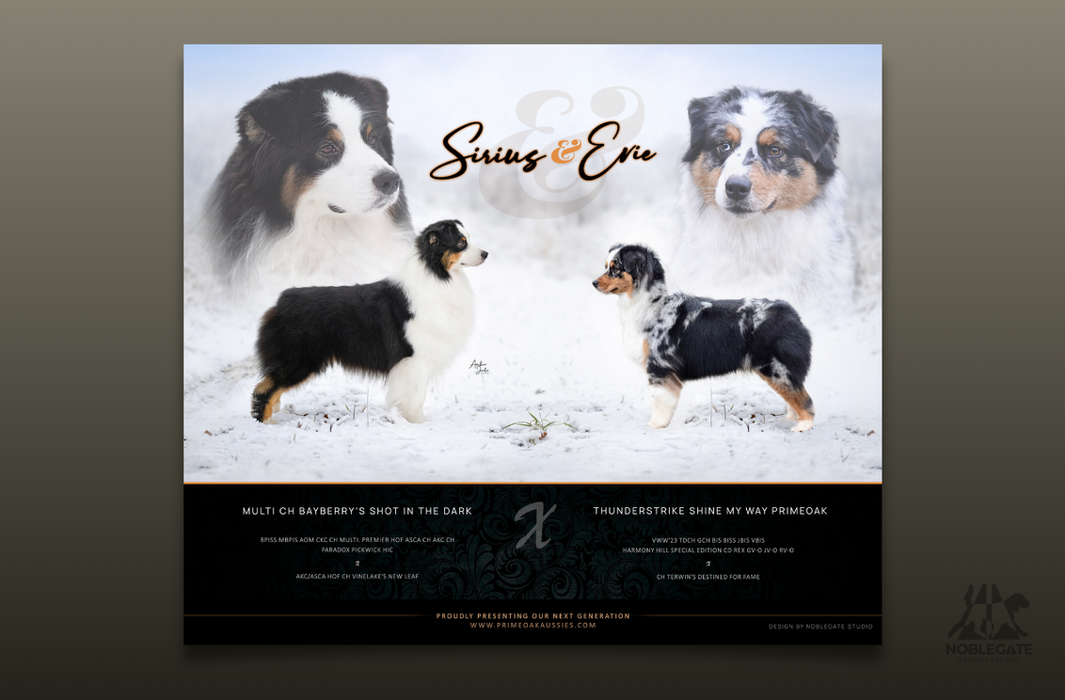 A web litter advert design featuring puppy photos, structured details, and elegant typography.