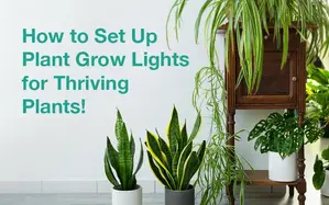 🌱✨ How to Set Up Plant Grow Lights for Thriving Plants!🌿💡