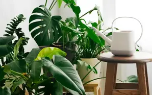 🌿 Elevate Your Winter Plant Care: Top Tips for Thriving Indoor Plants ❄️