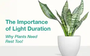 🌻🌞 The Importance of Light Duration: Why Plants Need Rest Too!