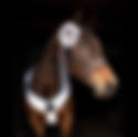 Online Horse Showing FAQs