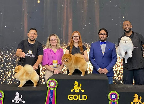 Curso de Tosa Spitz / Lulu da Pomerânia GROOMER ACADEMY