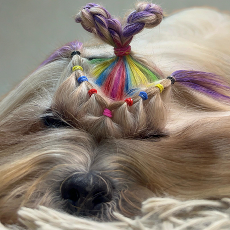 - GROOMER ACADEMY - JANAINA SALETE