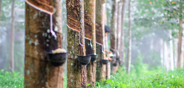 rubber-plantation.jpg