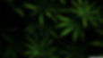 wp2599817-weed-background.jpg