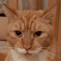 11-9 kater