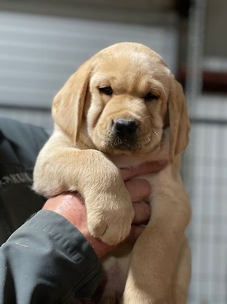 Wrinkles galore, Yellow Puppy 