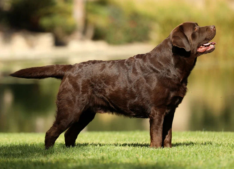 Litters OKE Labradors