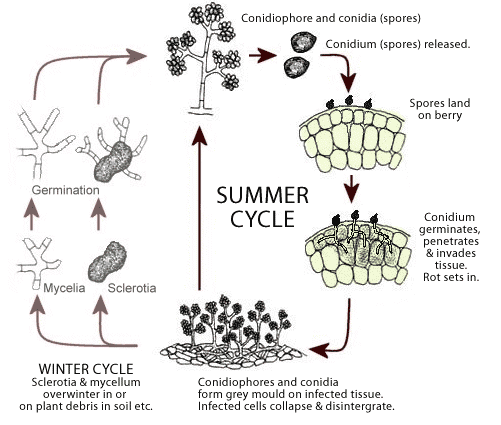 botrytis life cycle.gif