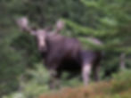 A male European Elk, in the forests of Telemark, Norway.