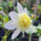 Thumbnail: Bloomquist Morris